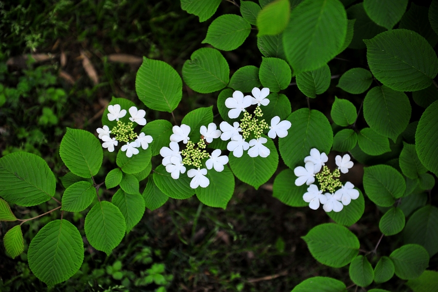 DSC_6131.jpg