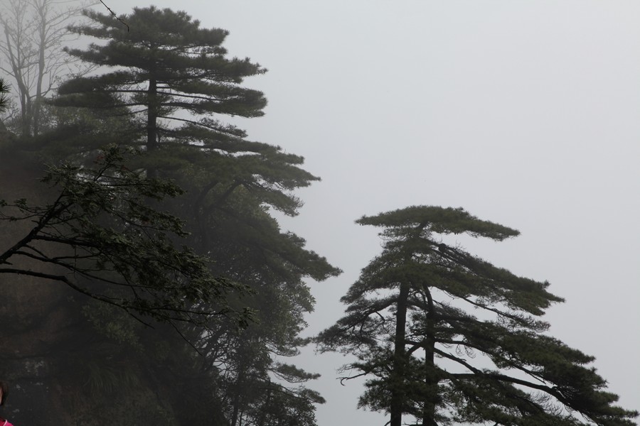 雾里看山