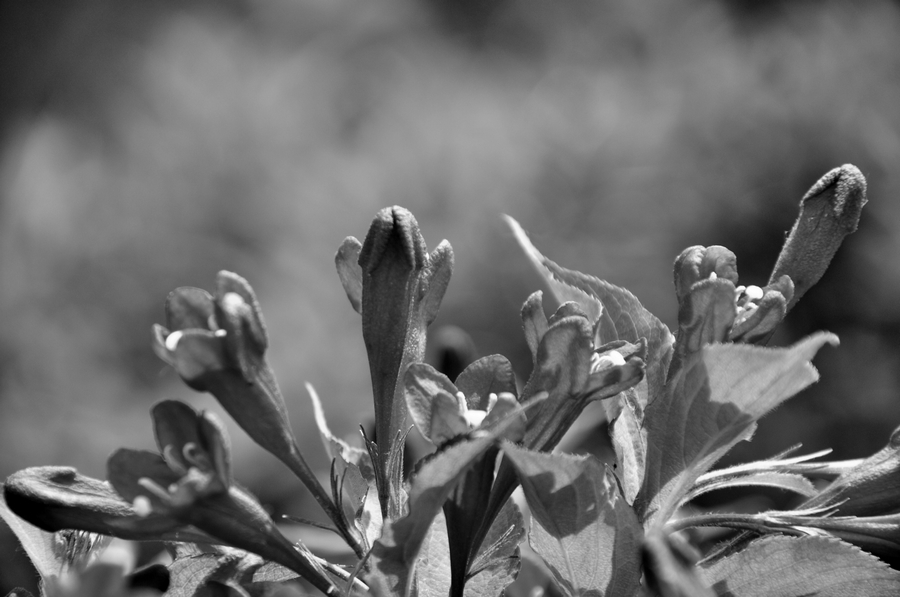 DSC_6931.JPG