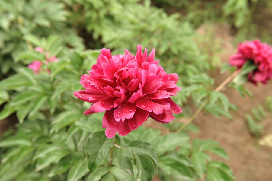 DSC_7049.jpg
