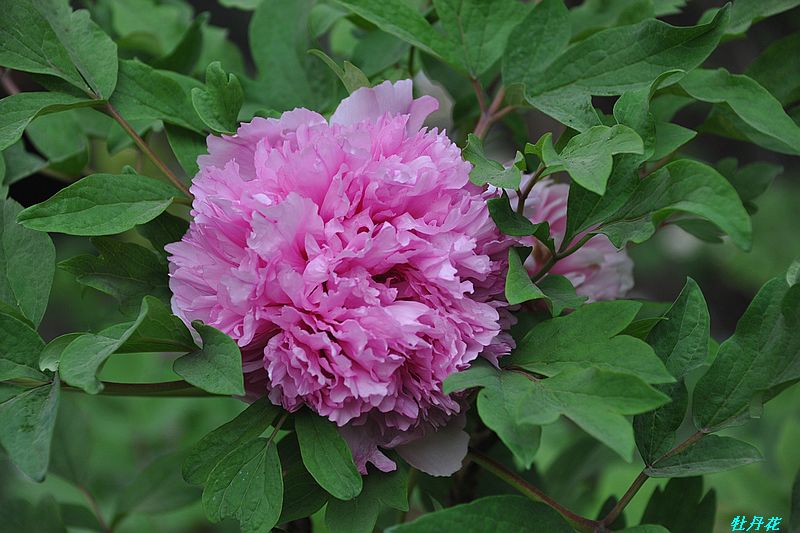 0SC_2227.jpg