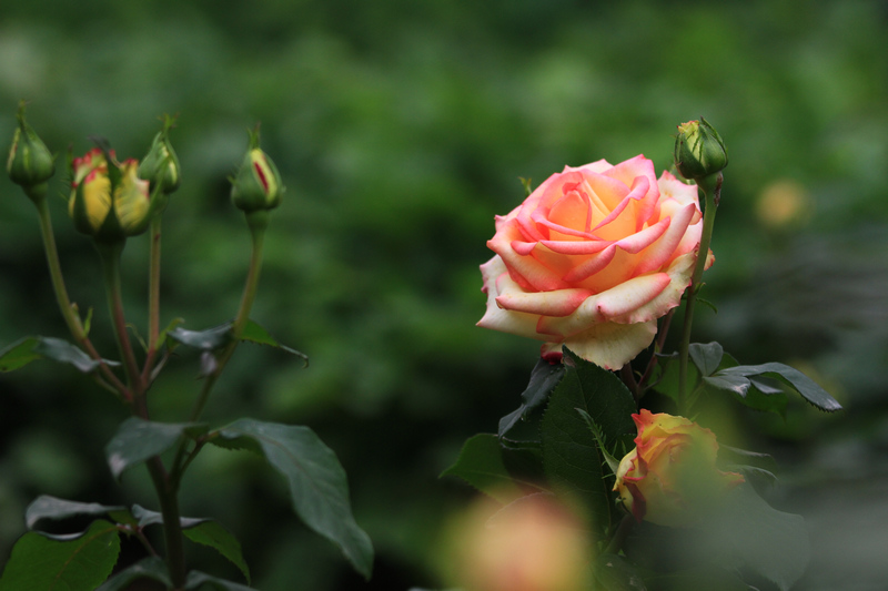 玫瑰花 057.jpg
