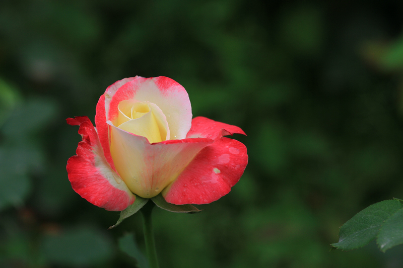 玫瑰花 102.jpg