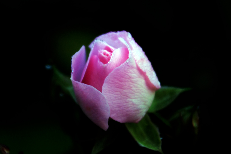 IMG_4639.jpg