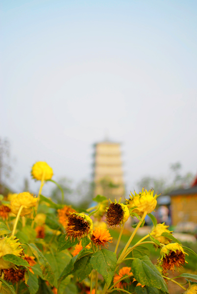 _DSC0106.jpg