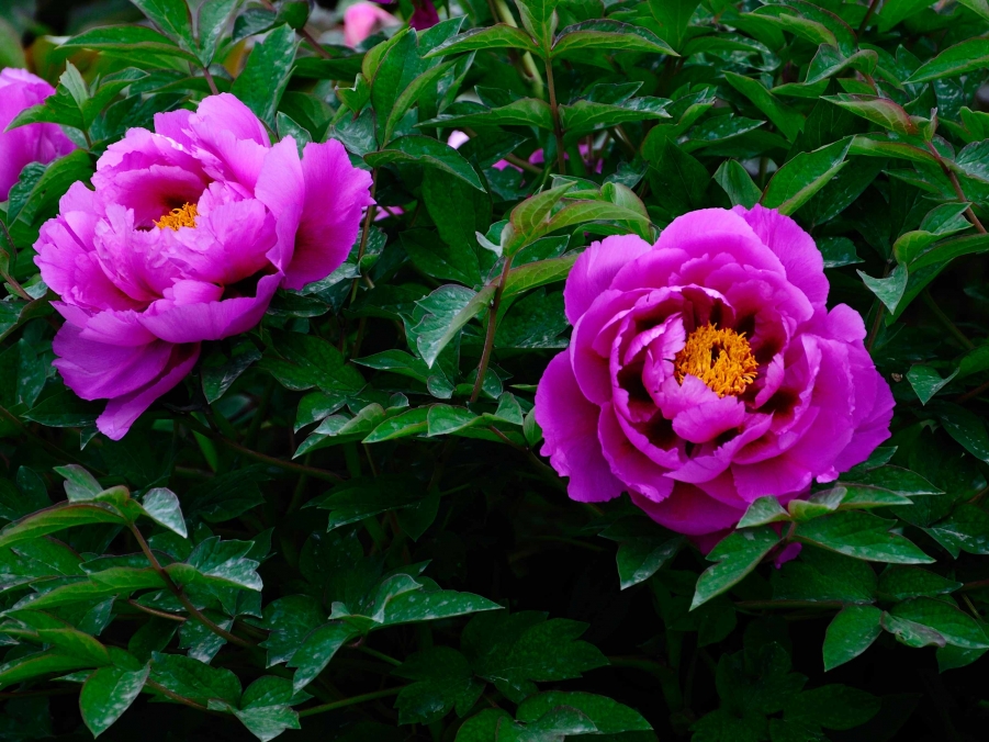 DSC_0097.jpg