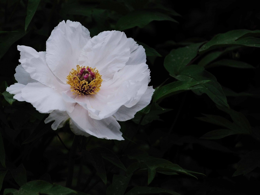 DSC_0147.jpg