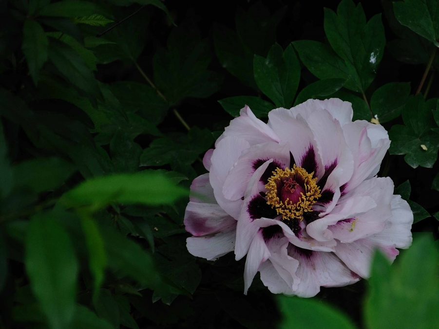DSC_0148.jpg