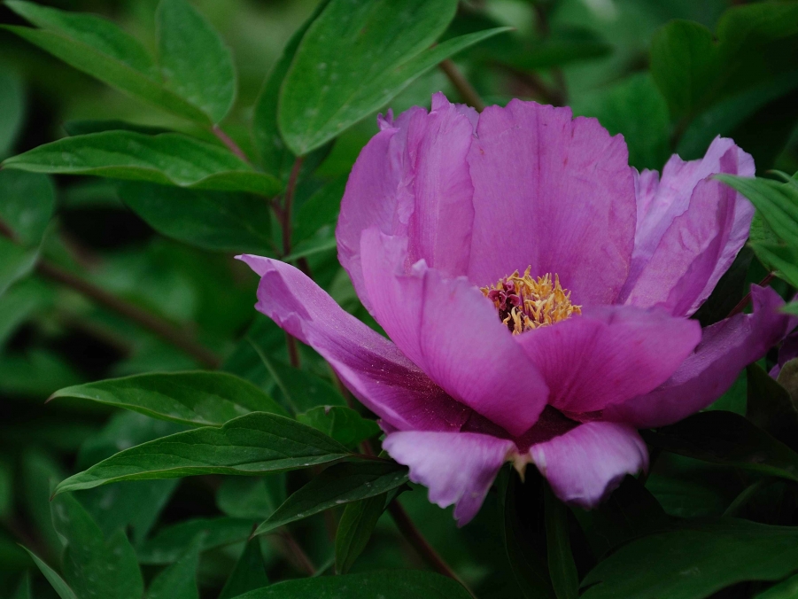 DSC_0161.jpg