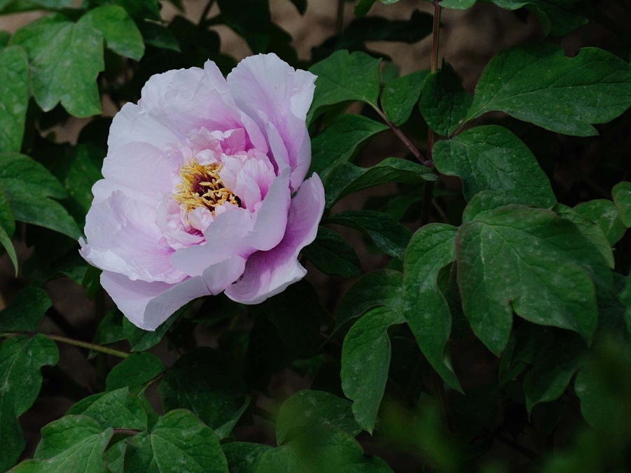 DSC_0164.jpg
