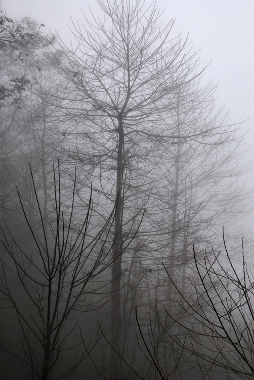_DSC0335.jpg