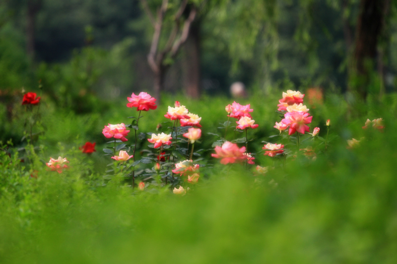 玫瑰花 027.jpg