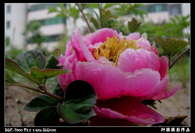 DSC00745空中芭蕾.JPG
