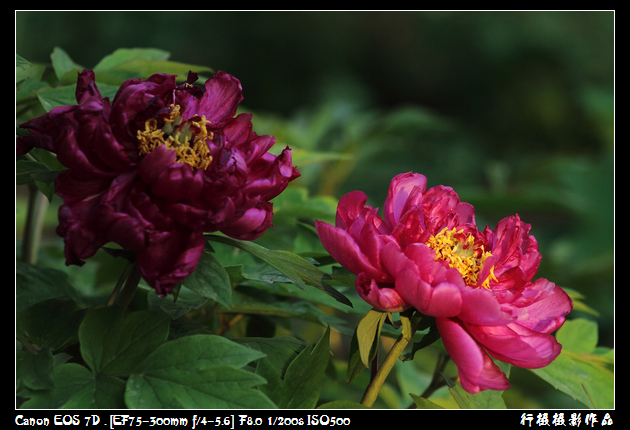 IMG_4270空中芭蕾.JPG
