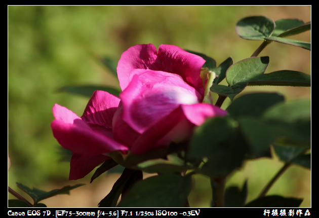 含苞空中芭蕾.JPG