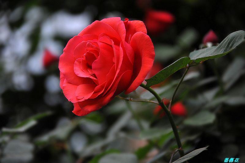 0SC_3228.jpg