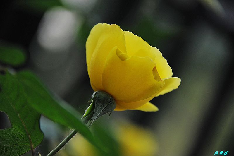 0SC_3380.jpg