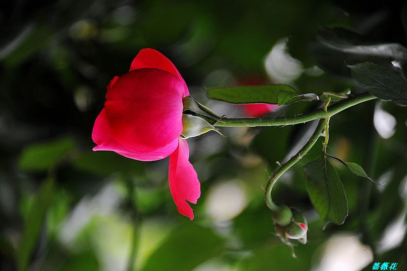 0SC_3609.jpg
