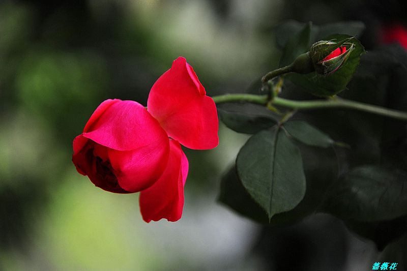 0SC_3610.jpg