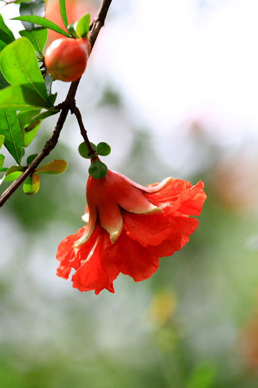 石榴花 058.jpg