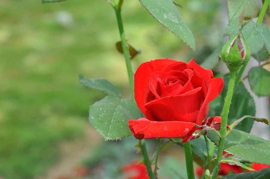 DSC_8070.JPG