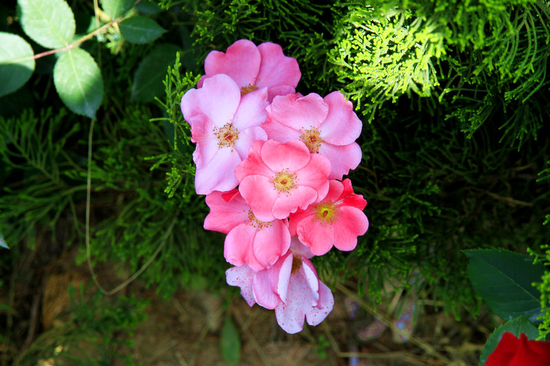 hua 098.jpg