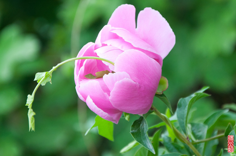 DSC_1326.jpg