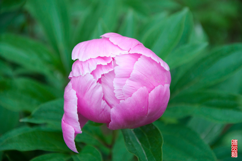 DSC_1328.jpg