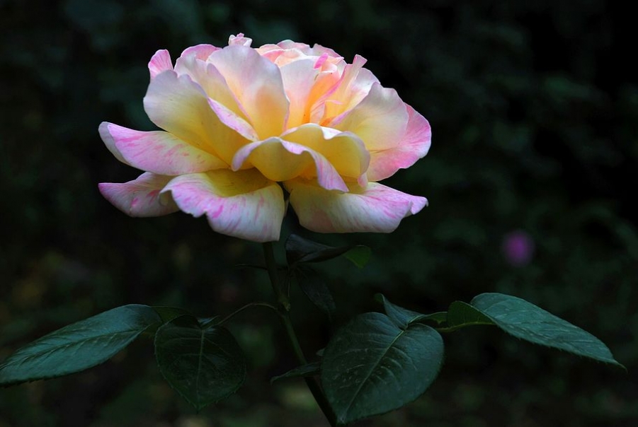 月季花