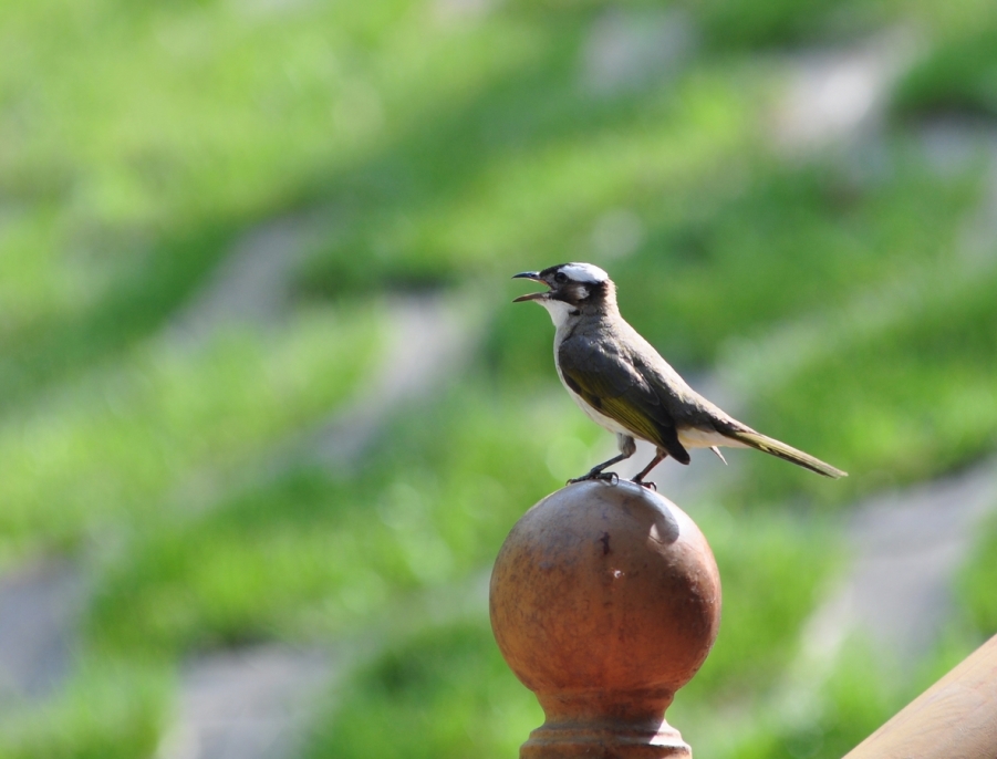 DSC_0286.JPG