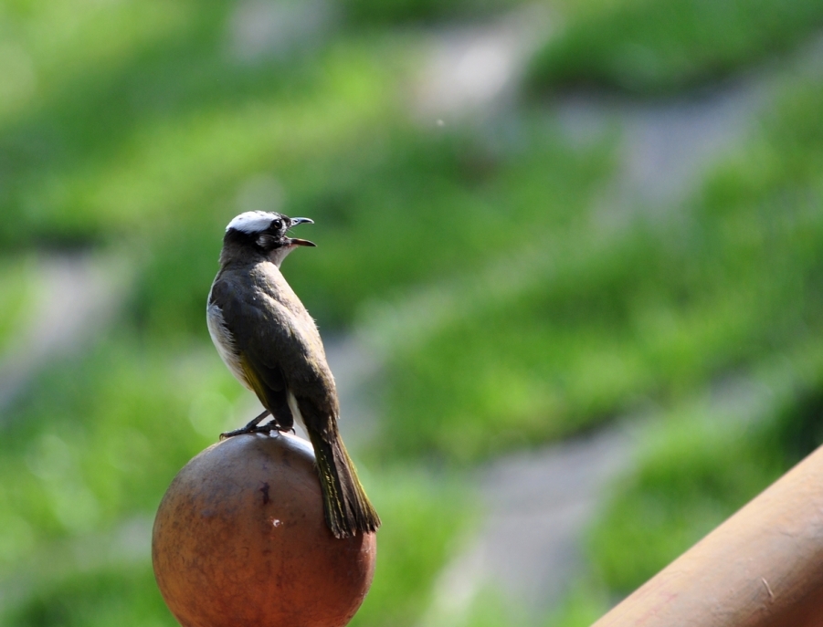 DSC_0296.JPG