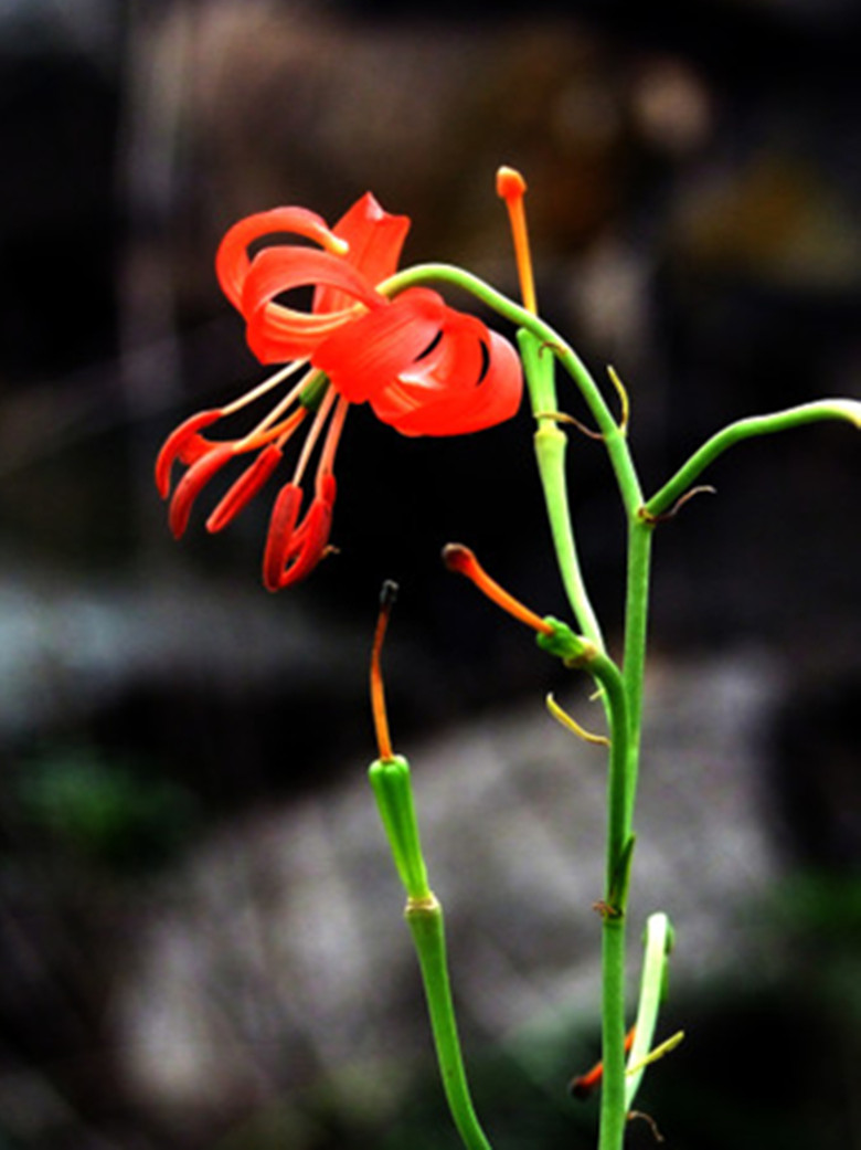 小花001.jpg