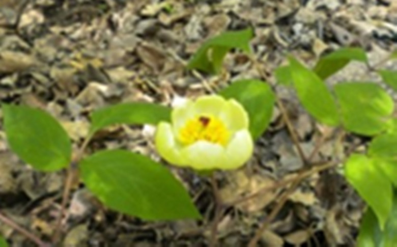 小花002.jpg