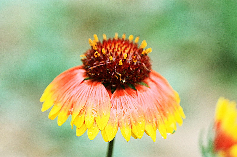 松果菊