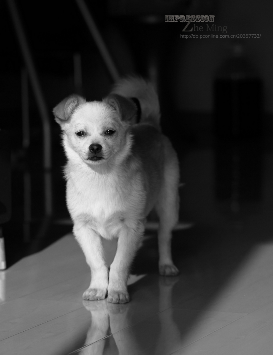 狗2.jpg