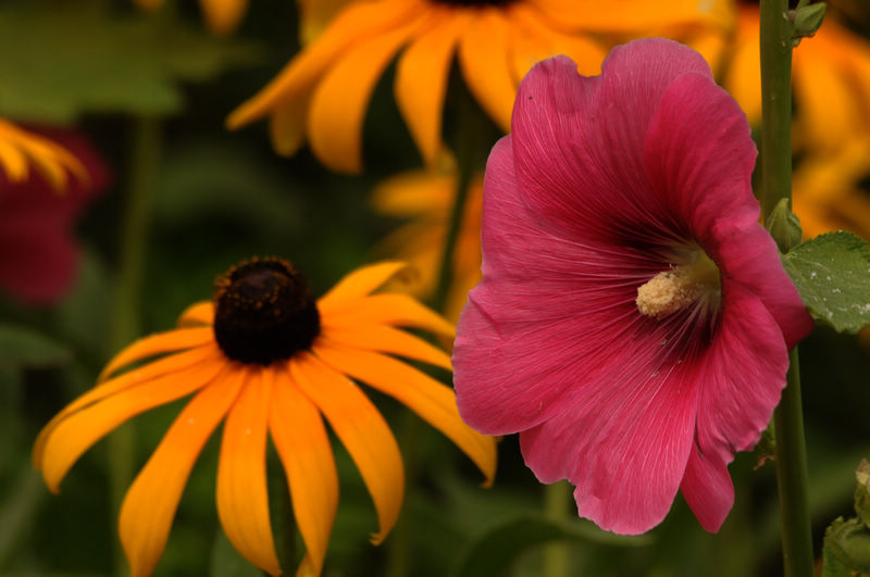 DSC_036715.jpg