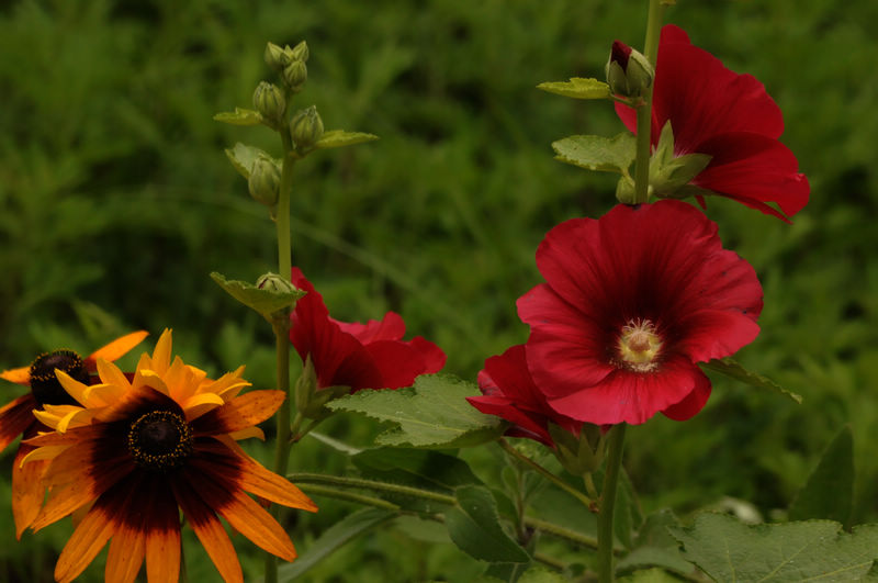 DSC_036815.jpg