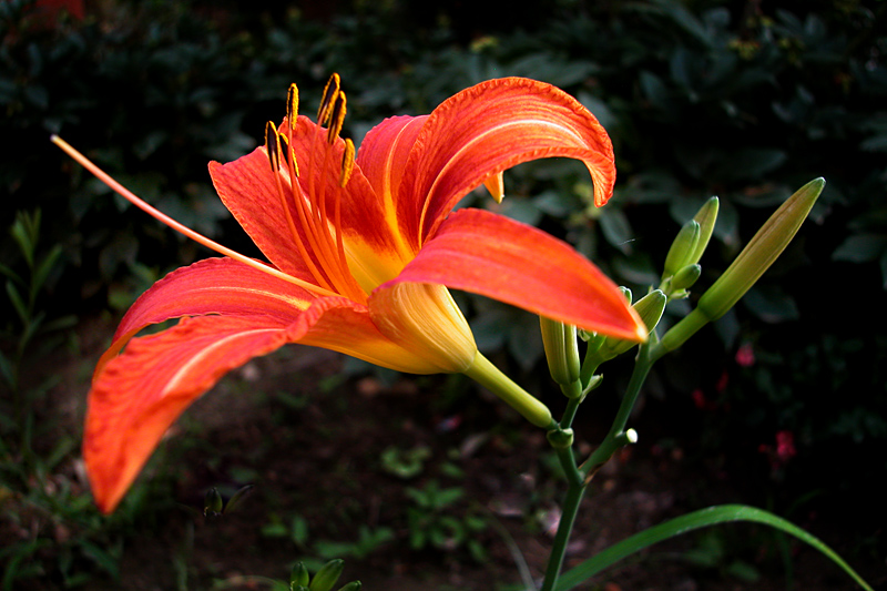 花卉 (1).jpg