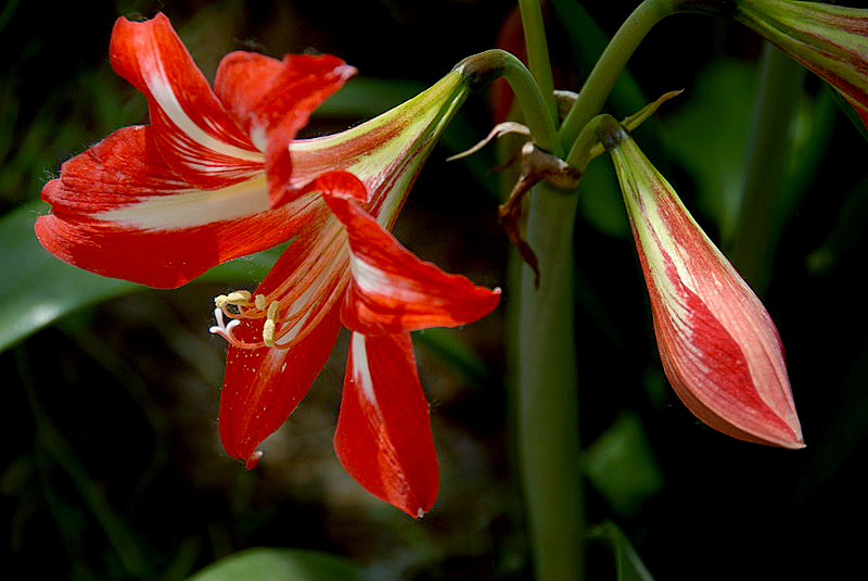 花卉 (10).JPG