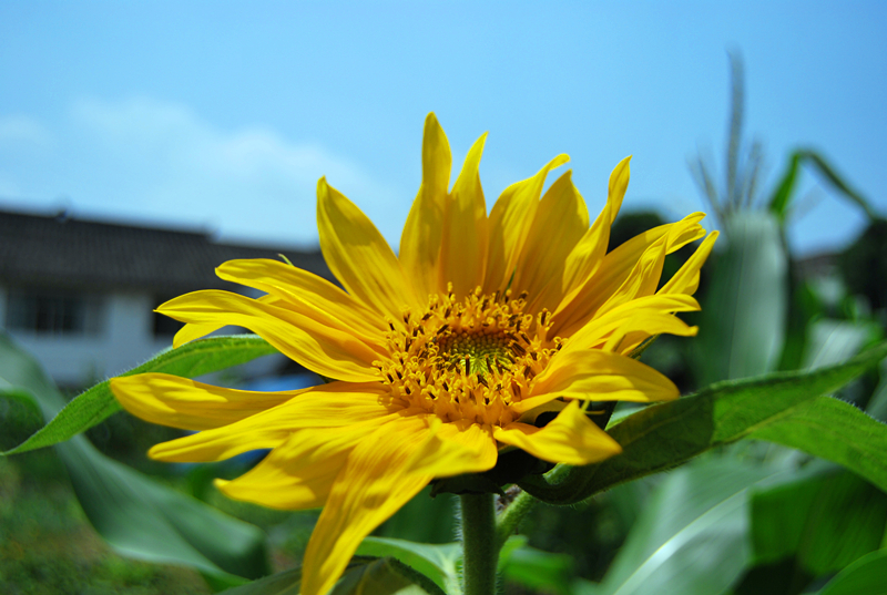 DSC_3767_副本.jpg