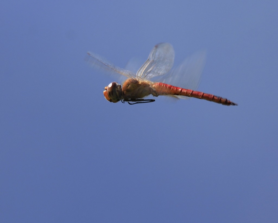 蜓蜓 437AB.jpg