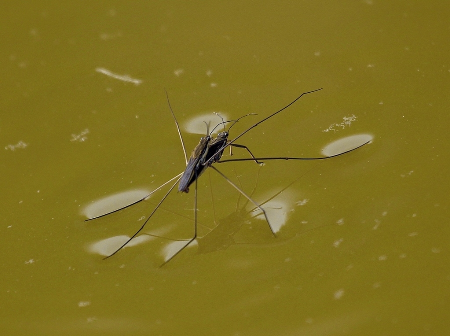 油葫芦 078AB.jpg