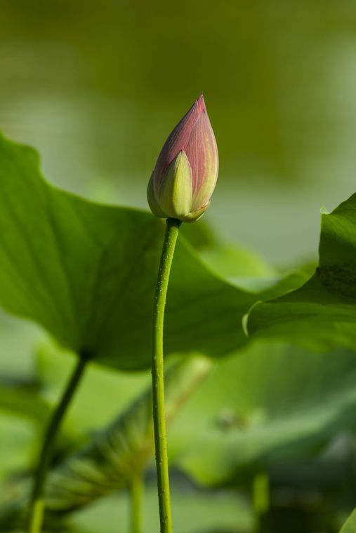 20110616-_MG_5058-1.jpg
