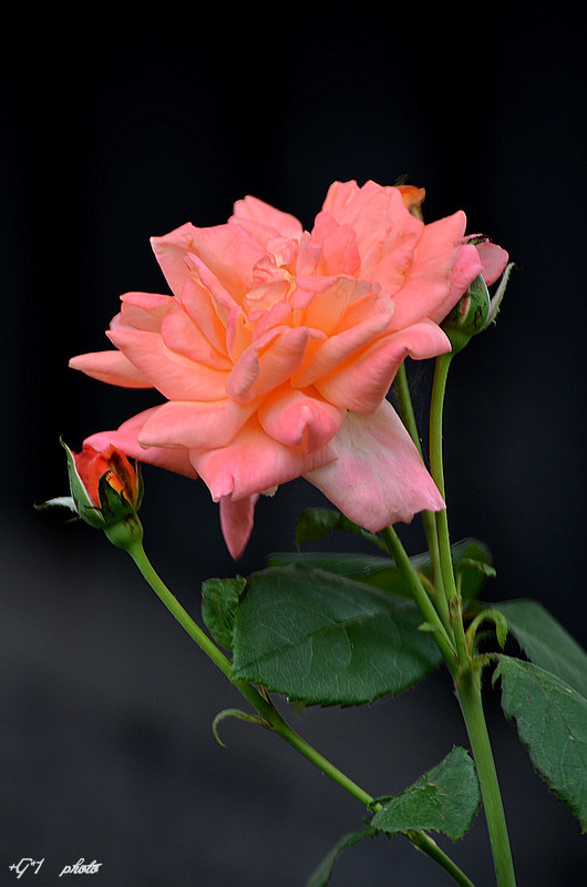 DSC_0841.jpg