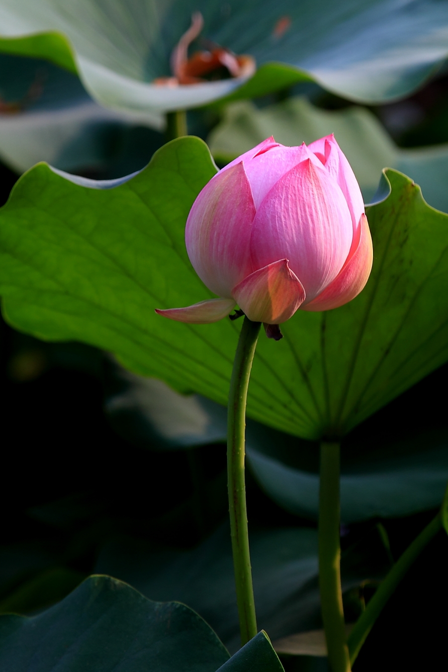 small_IMG_5850.JPG