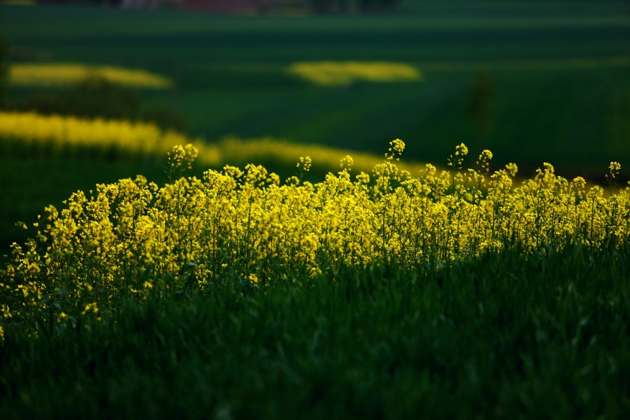 _MG_5288.jpg