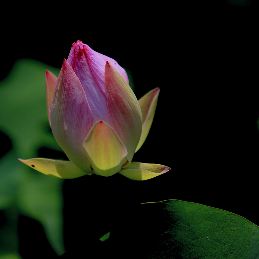 _MG_6246.jpg