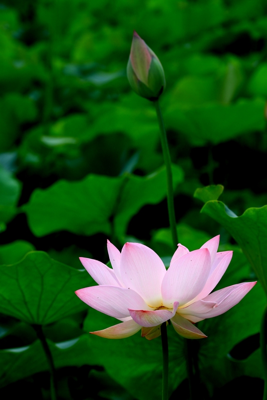 荷花hh 005.jpg
