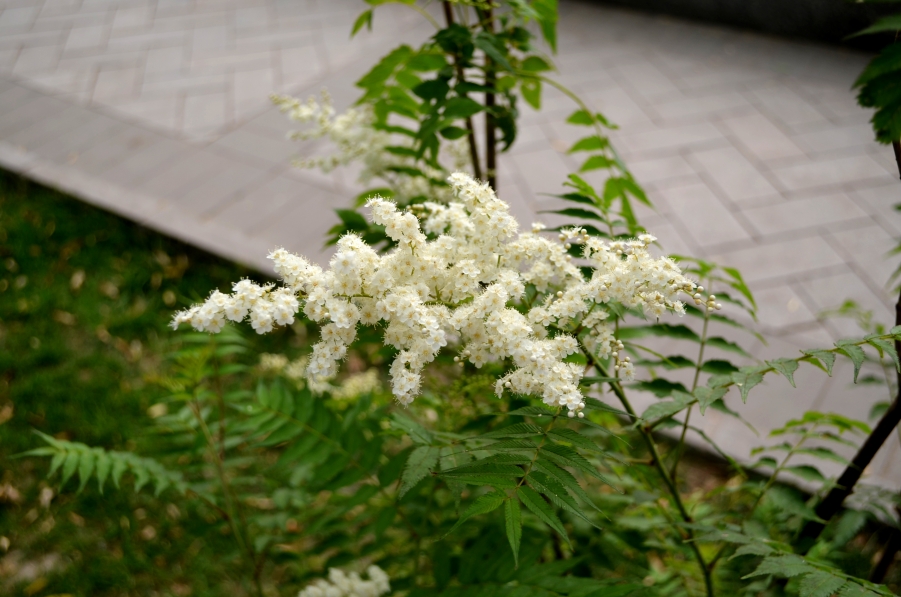 DSC_0089.JPG