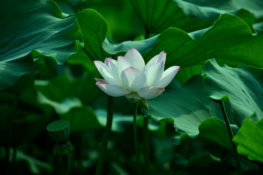 荷花10.jpg
